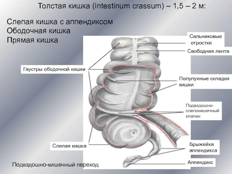 Слепая кишка размер. Слепая кишка с аппендиксом. Гаустрп ободоснгй кишки. Подащодшно слепокишечнле отверстие.