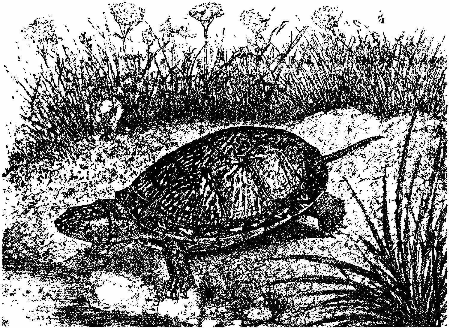 Европейская Болотная черепаха. Болотная черепаха раскраска. Я познаю мир. Змеи, крокодилы, черепахи. Европейская Болотная черепаха рисунок.