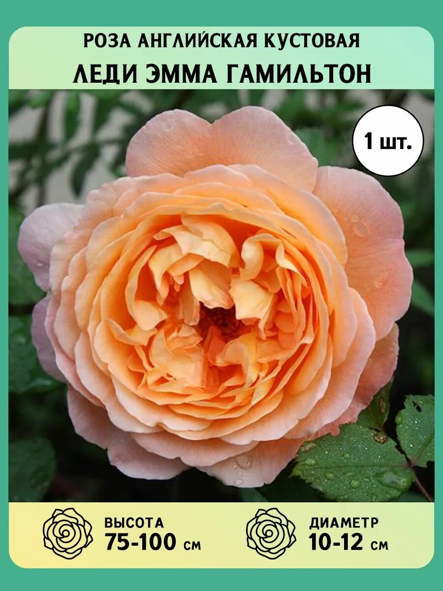 A touch of the Lady Hamiltons - The Teddington Gardener