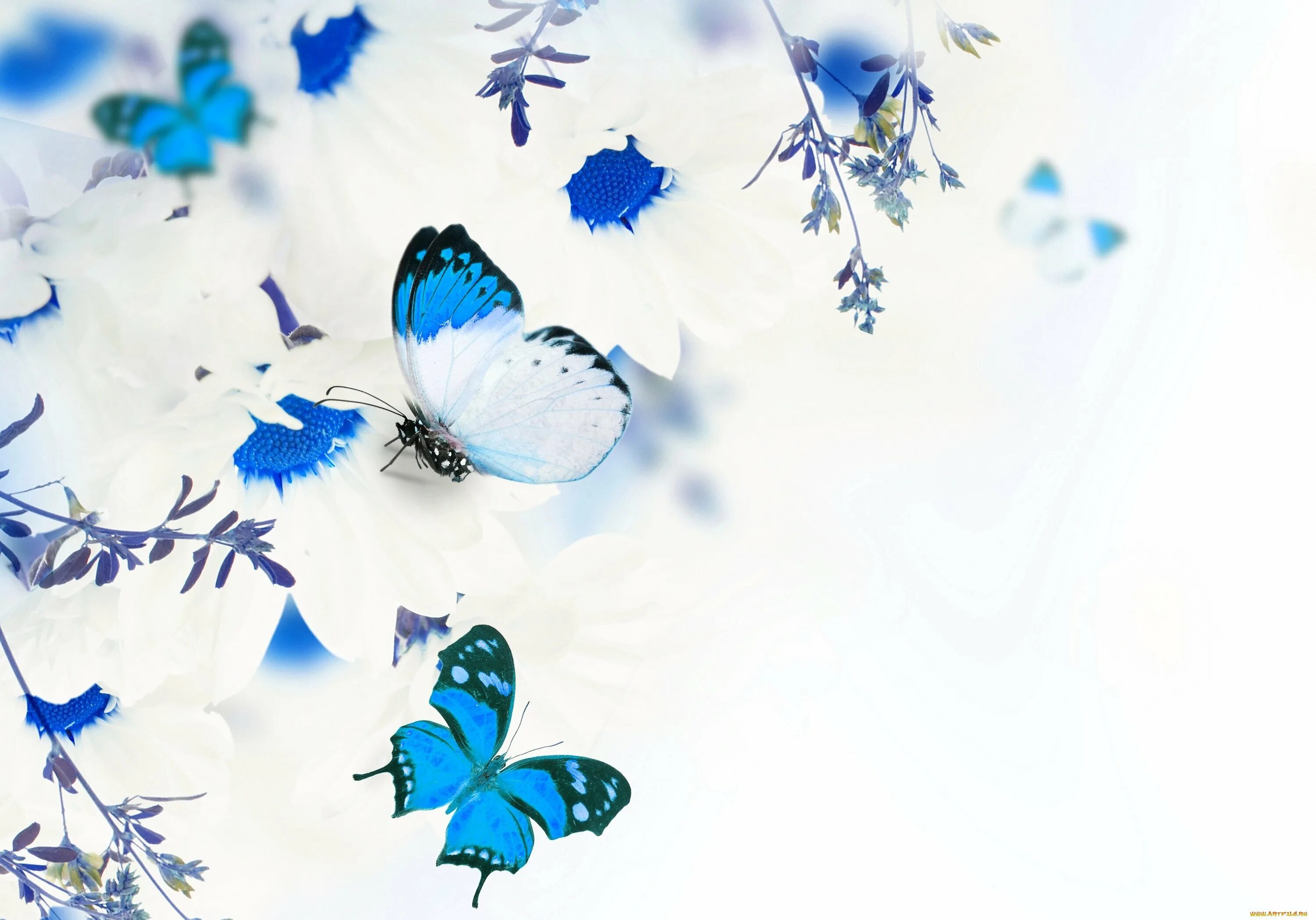 Голубые бабочки фон. Красивый фон с бабочками. Бабочка на синем фоне. Голубая бабочка. Фотообои бабочки.