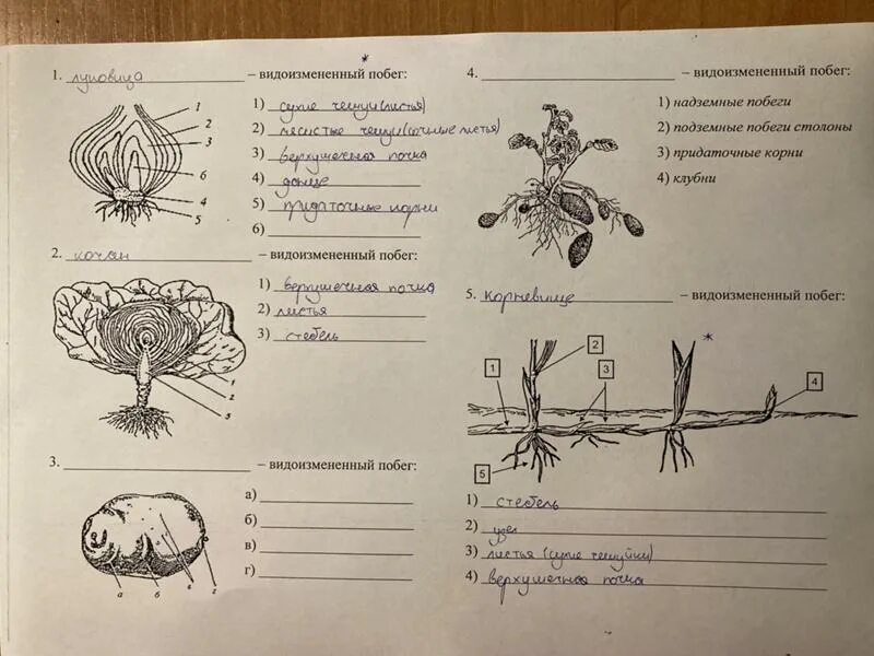 Видоизмененные листья и корни