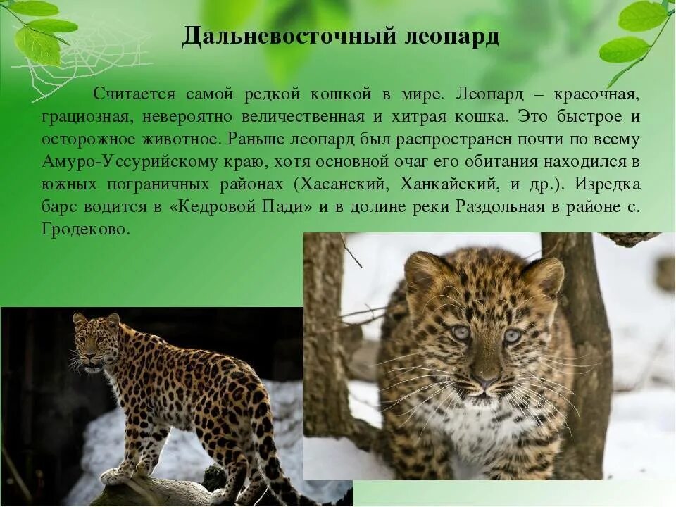 Почему леопард занесен в красную книгу. Красная книга дальневосточный леопард красная книга. уссурийский заповедник дальневосточный леопард. дальневосточный леопард красная книга краткое описание. дальневосточный леопард ареал.