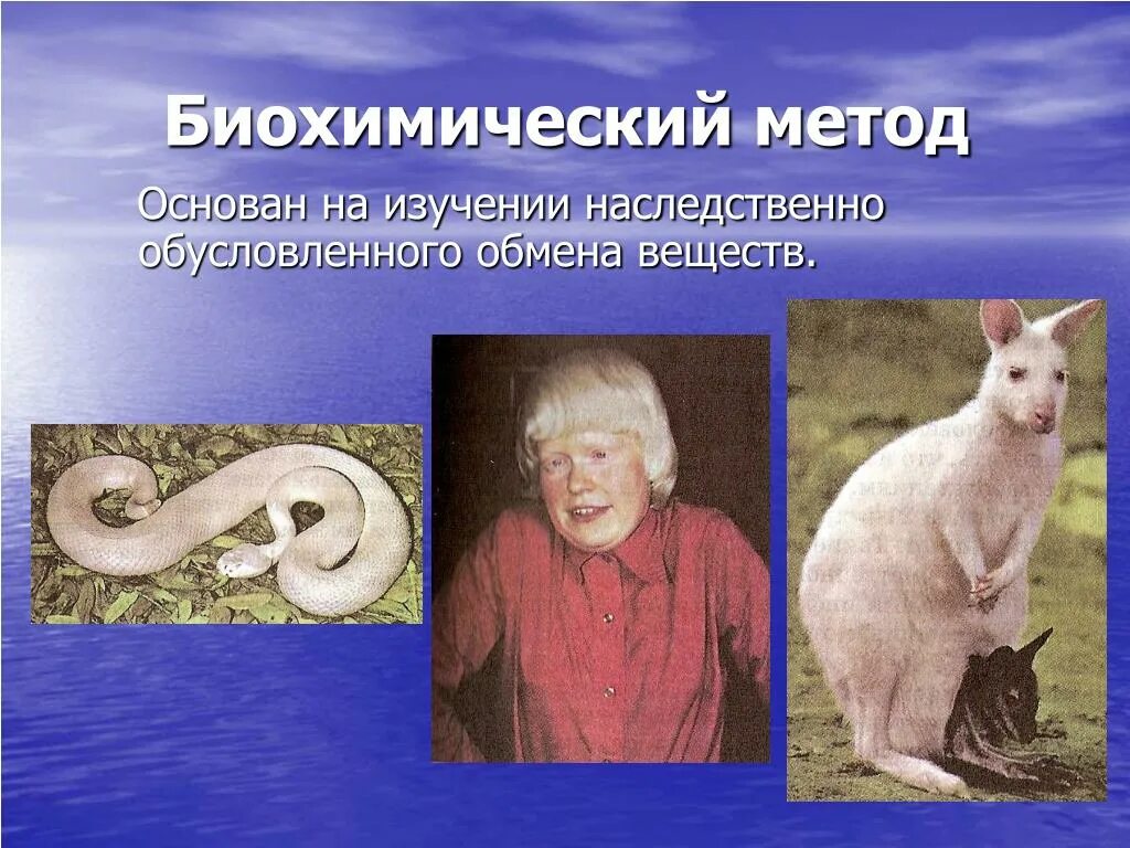 Биохимический метод наследственности человека. Биохимический метод. Биохимический метод изучения наследственности. Методы исследования генетики биохимический метод. Биохимический метод генетика.