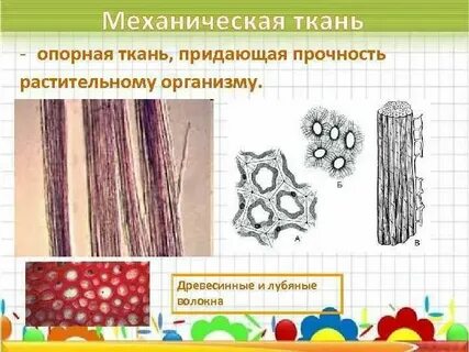 Древесина волокна какая ткань