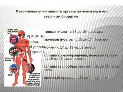 Работа организма в течение дня