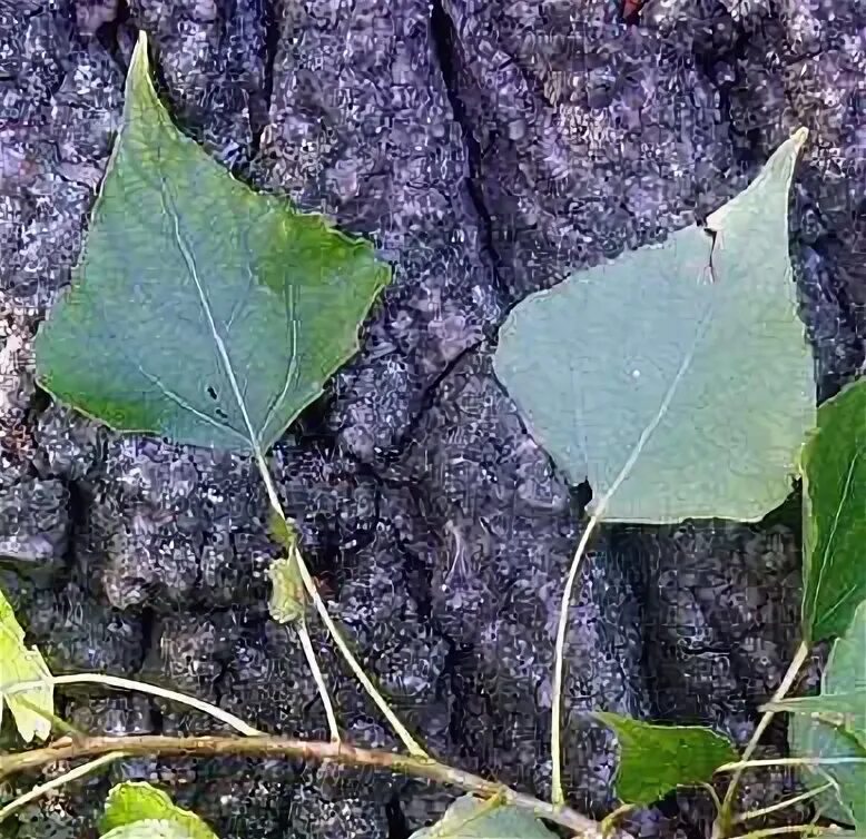 Тополь черный листья. Тополь черный(Populus nigra) семена. Тополь черный с микроядрами. Листья тополя с загрязнением.