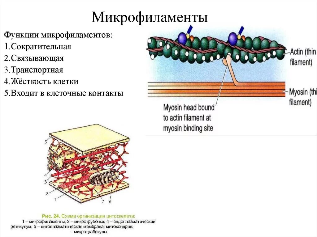 Нити цитоскелета функции
