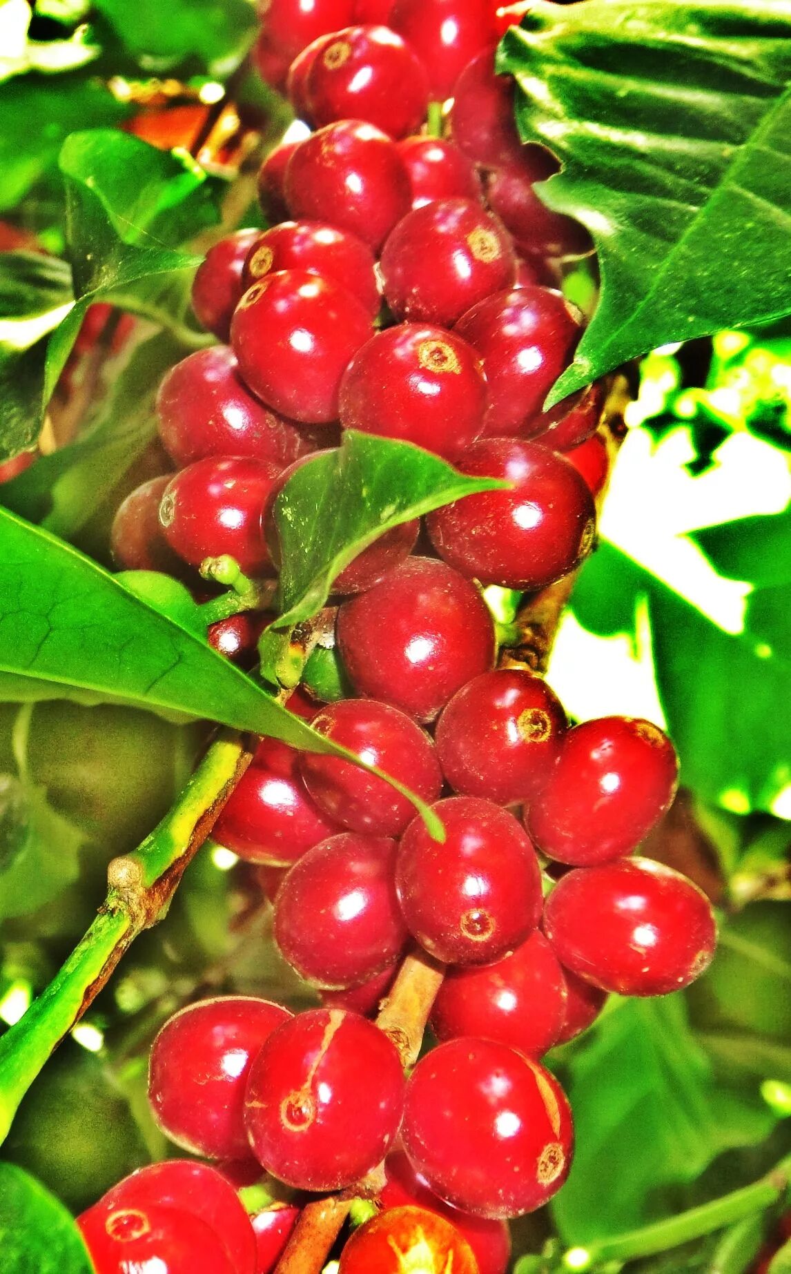 Кофе это фрукт. Кофейная ягода. Ягоды кофейного дерева. Спелые кофейные ягоды. Ягоды кофе на дереве.