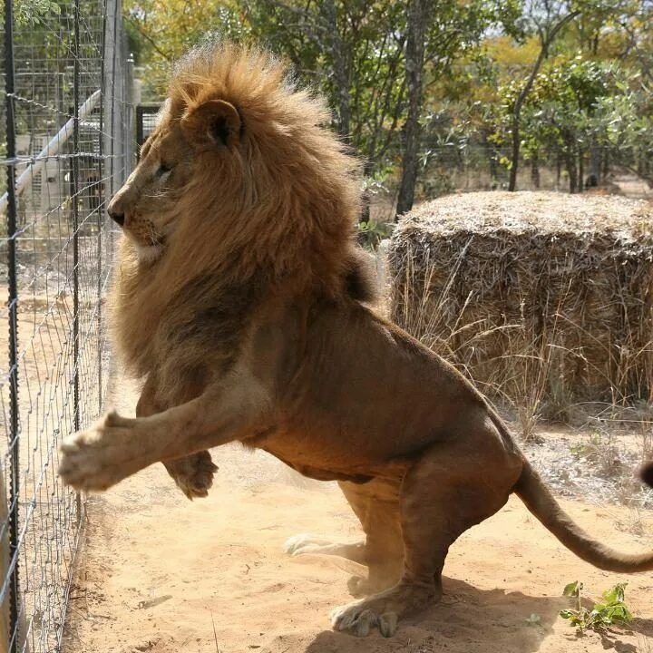 10 Things Great Leaders Say Every Monday (Or Moan-day) - LifeHack in 2023 Lions 