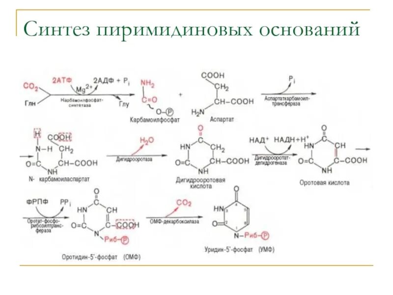 Распад пиримидиновых. Схема синтеза пиримидиновых нуклеотидов. Биосинтез и распад пуриновых и пиримидиновых оснований. Синтез ЦТФ из УТФ. Схема синтеза оротовой кислоты.