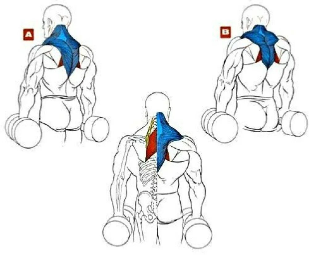 Как прокачать спину в домашних условиях. Трапеция упражнения шраги гантелями. Шраги с гантелям мышцы. Упражнение шраги с гантелями для мужчин. Прокачка шраги гантелями.
