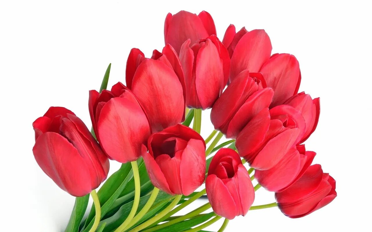Дорогие дамы с праздником 8. С 8 мартом тюльпаны. Цветы тюльпаны. Красные тюльпаны.