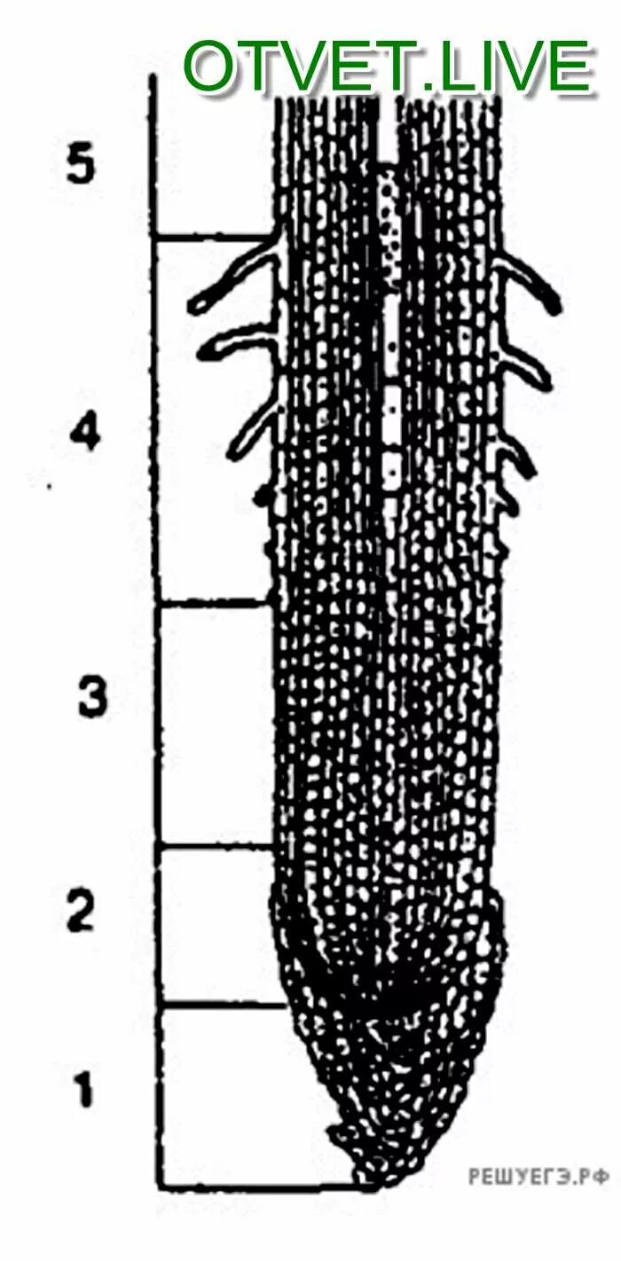Задания строение корня. Зоны корня биология. Зоны корня ЕГЭ биология. Биология рисунок зоны корня. Рис 104 строение корня.