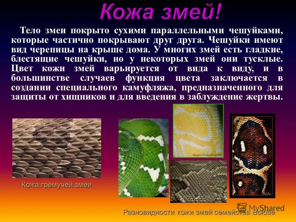 В змеиной шкуре 4 часть. Виды чешуи у змей. Структура змеиной кожи. Кожный Покров змей. Строение чешуи змеи.