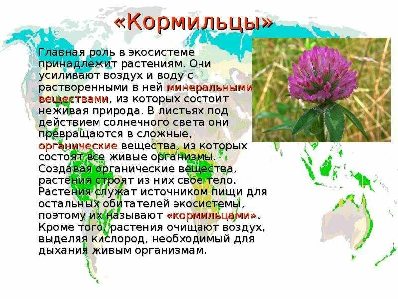 Кормильцы в экосистеме. Организмы в экосистеме. Кормилец наш. Растения кормильцы. Растения кормильцы.