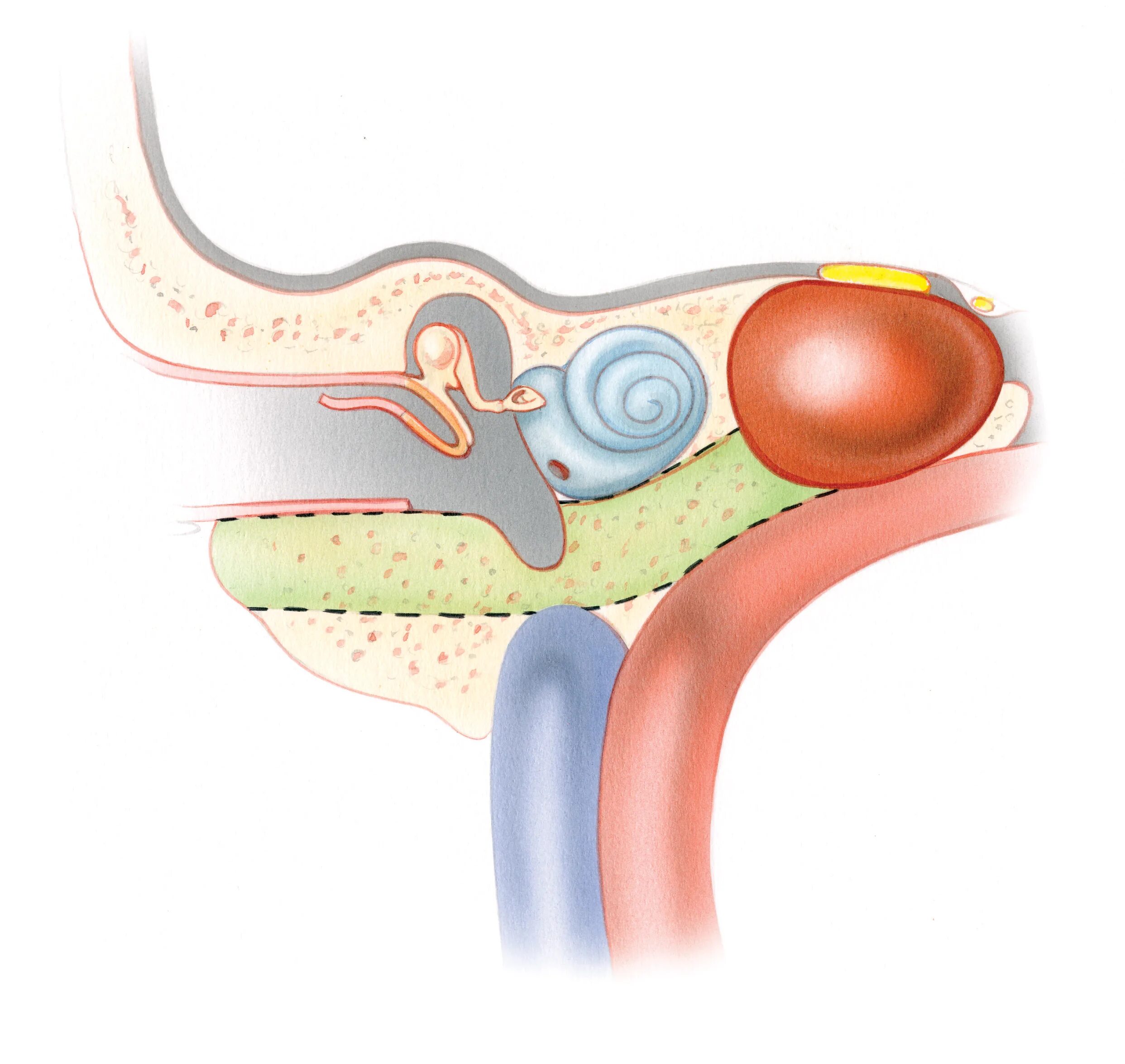 Анатомия апекса. Anatomic Apex. Apex of Petrous Part.