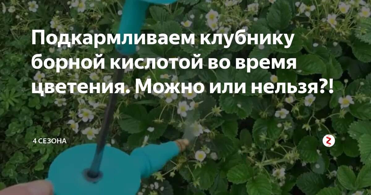 Подкормка для клубники весной с борной кислотой марганцовкой и йодом. Борная кислота удобрение для клубники. Борная кислота для растений клубники. Рецепт опрыскивания клубники борной кислотой. Обработка клубники борной кислотой.