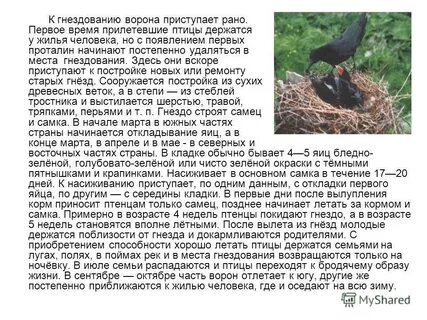 Убрать гнездо ворон