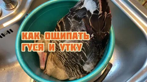 Утку ощипать быстро и легко