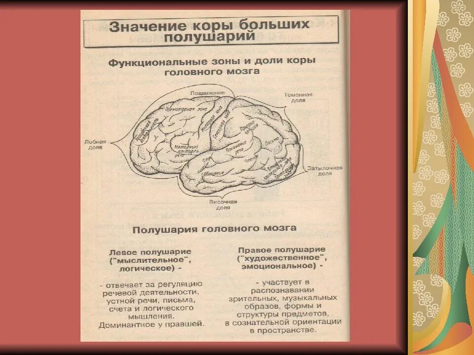 Зоны и доли коры больших полушарий. Функциональную зону коры больших полушарий мозга. Доли коры больших полушарий функциональное. Какую функцию выполняет зона коры больших полушарий