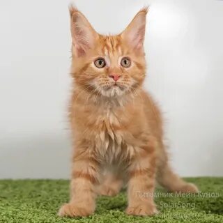 Как выглядит котенок мейн