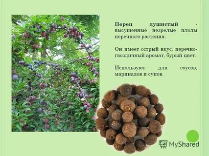 Высушенные растения обладающие запахом и острым вкусом