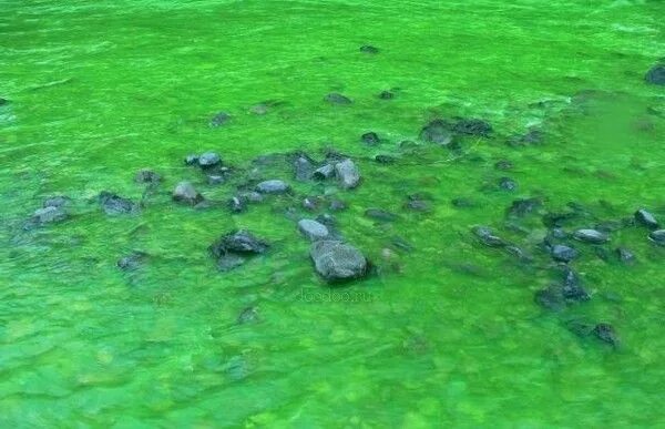 Blue-Green Algae Advisories Pose Risks for Dogs World, Catfish pond, Lake champl