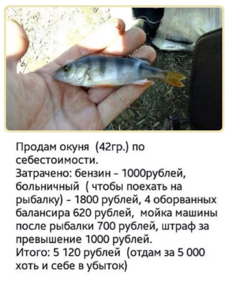 Продам двух окуней по себестоимости. Продам окуня по себестоимости. Продам двух окуней по себестоимости. Продам рыбу по себестоимости. Продам окуня по себестоимости.