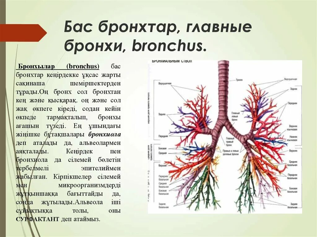анатомия трахеобронхиального дерева схема. левый главный бронх анатомия. трахея и бронхи строение бронхиального дерева. схема деления бронхиального дерева. бронхиальное дерево латынь.