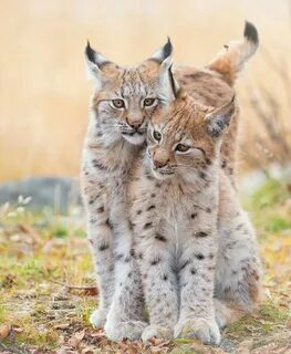Мир животных кошки