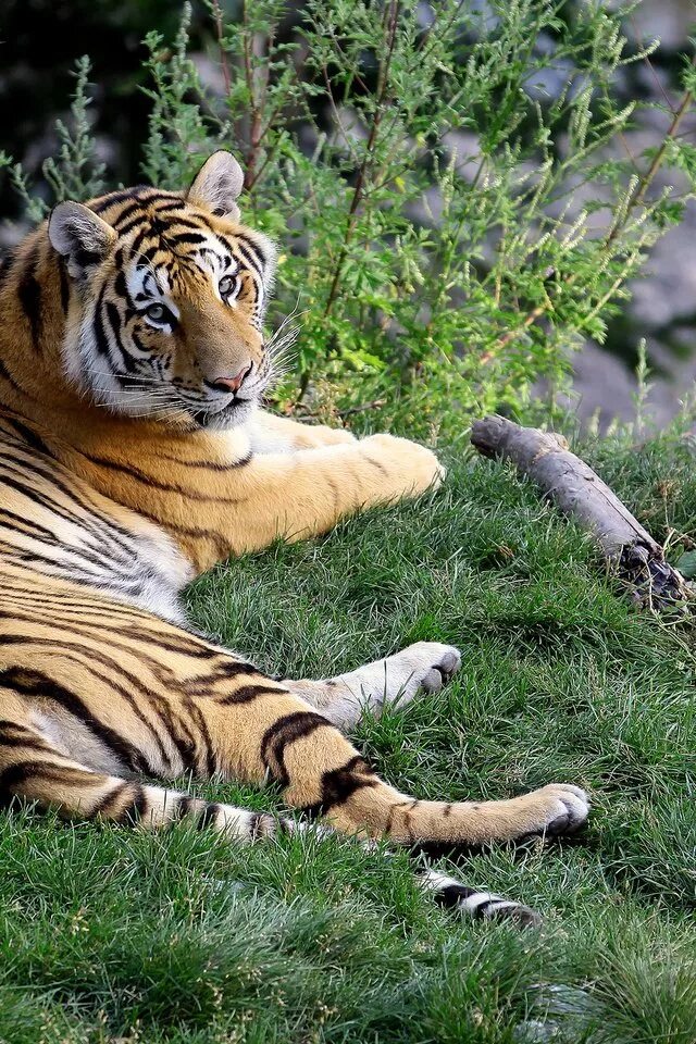 Tiger grass color