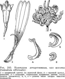 Сложноцветные растения размножение