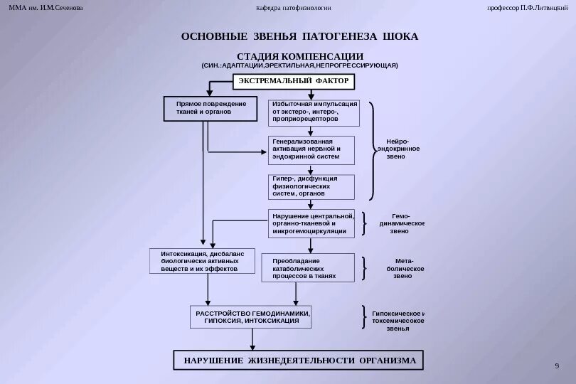Уровни патогенеза. Схема развития первой стадии шока. основные звенья патогенеза шока. патогенез шока патфиз. торпидная стадия шока патофизиология.