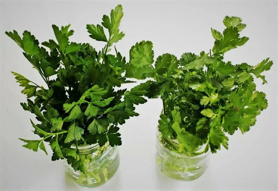 Кровавая мэри петрушка кинза. Стебель петрушки можно есть. Молдаванская петрушка. Maydanoz. Петрушка кинза укроп соседство.