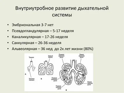 Орган дыхания зародыша