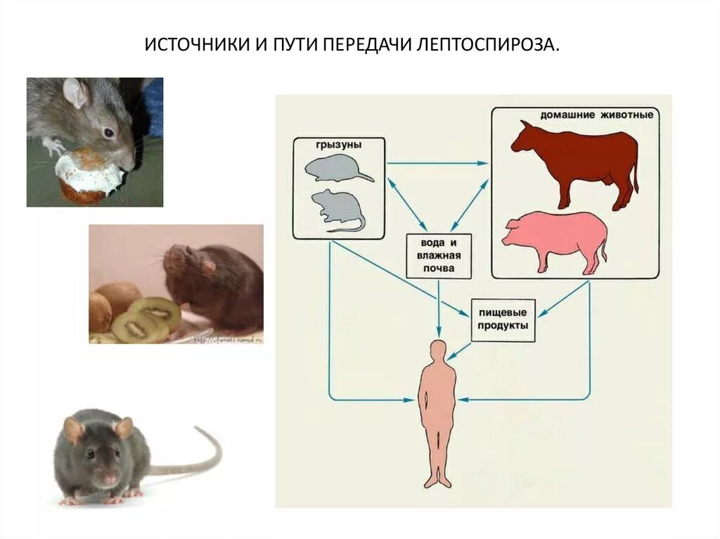 Передача лептоспироза