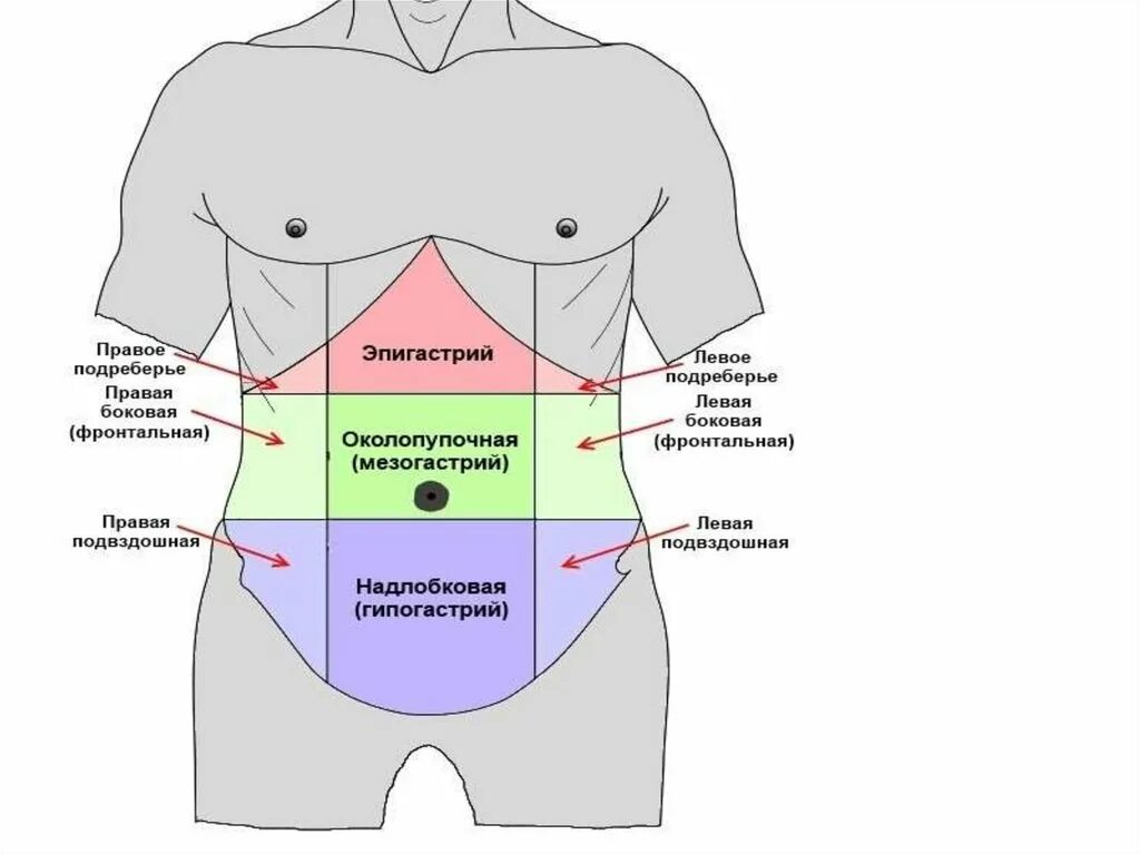 Область эпигастрия. Эпигастральная область живота. Боли в области живота. Надчревная область живота. Локализация боли желудка