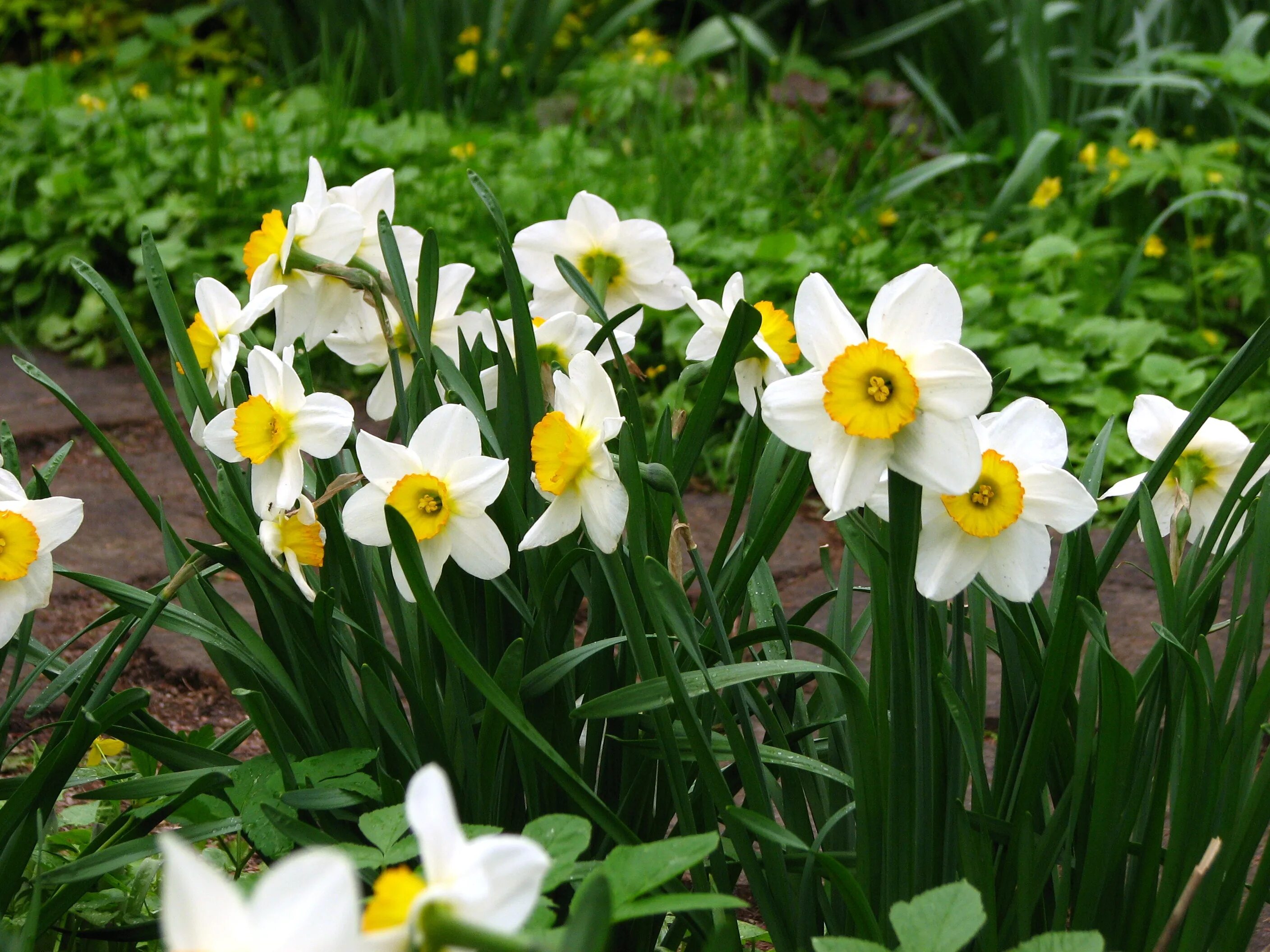 Create eye-catching spring borders like this one. Easy to replicate, this bulb c