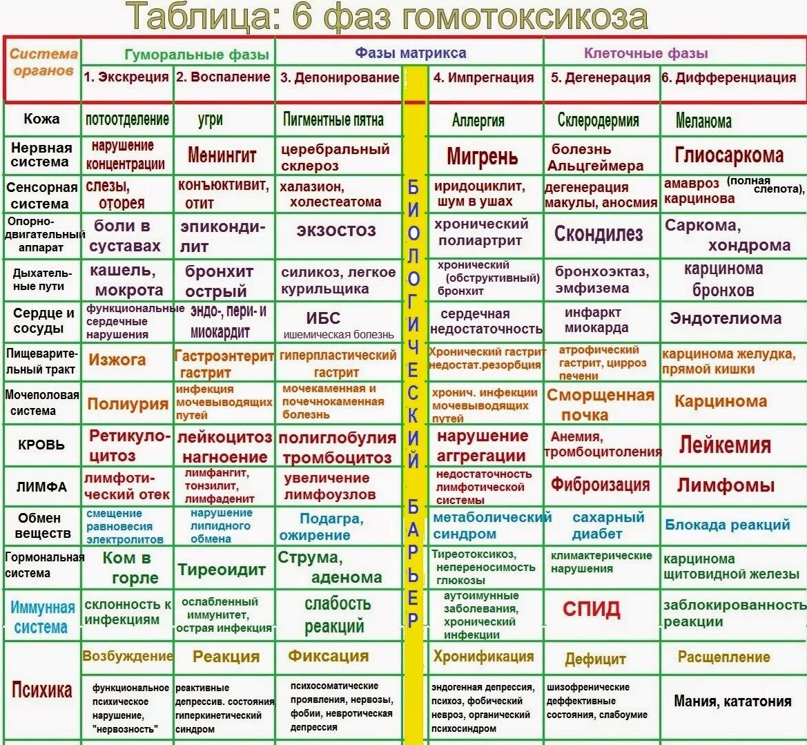Таблица фаз гомотоксикоза. Таблица развития заболеваний реккевега. Таблица развития заболевания. Таблица развития заболеваний. Таблица хаммера психосоматика заболеваний доктор.