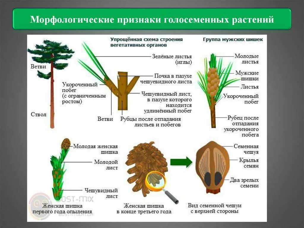 Появление вегетативных органов появление семени. Строение цветка голосеменных растений. Внешнее строение голосеменных. Строение побега сосны обыкновенной. Голосеменные сосна строение.