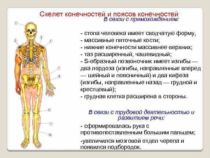 В связи с прямохождением у человека. Скелет в связи с прямохождением. Широкий чашевидный пояс нижних конечностей. Скелет поясов конечностей.