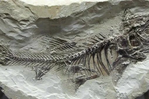 Доисторическая девушка замороженная 40 миллионов лет. Окаменелости динозавров. Окаменелости животных. Окаменевший дракон.