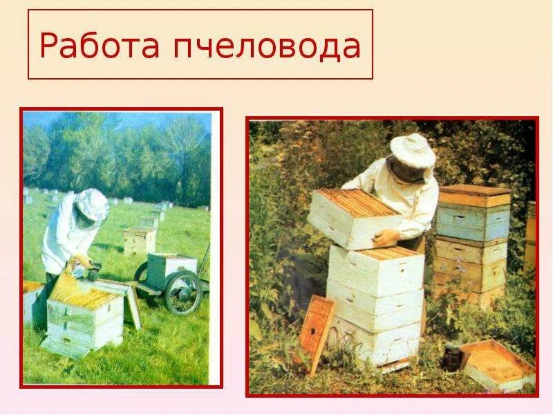 Пчеловодство 3 класс. Пчеловодство для детей. пчеловод профессия. пчеловодство слайд. пчеловодство презентация.