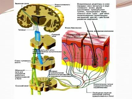 Рецепторы сенсорной системы