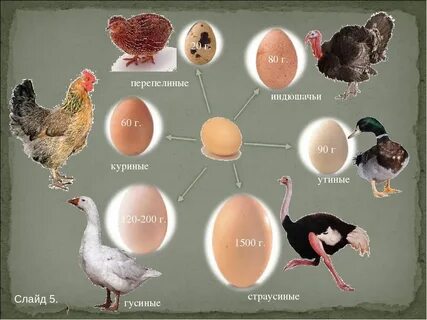 Чем отличается яйцо курицы