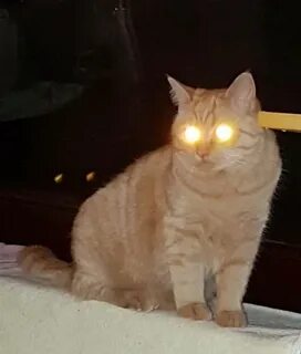 Кот светится