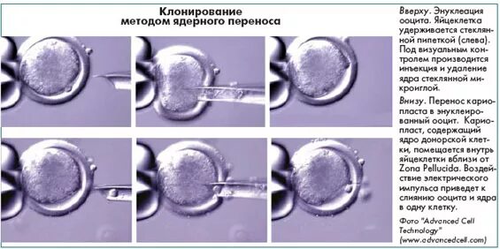 Пересадка ядер клеток эмбрионов. Метод переноса ядра. Клонирование клеток. Перенос ядра клонирование. Клонирование перенос ядра из соматических клеток.