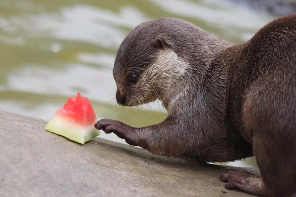 выдра речная. гигантская бразильская выдра. выдра ест. национальный парк игуасу гигантская выдра. выдра калан.