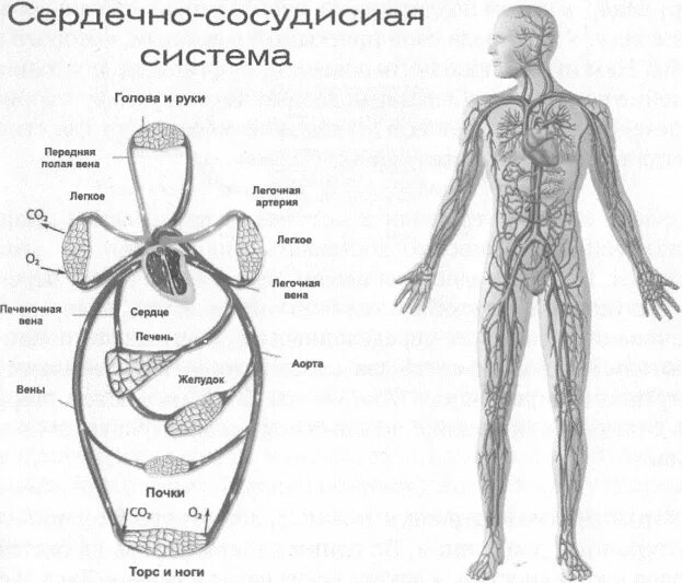 Сердечный центр где находится. Кровеносная система человека. сердечный центр. сердечный центр человека. раскрыть сердечный центр.