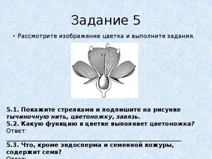 Какую функцию выполняет тычиночная нить впр 6